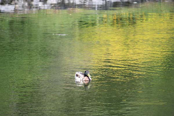 duck