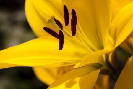 The Discursive Meditation: An Integral Practice of the Path of Cafh