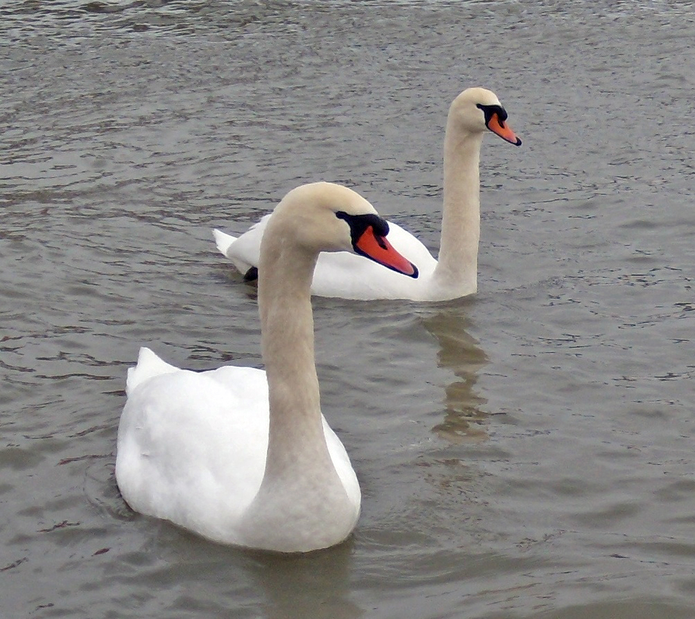The Swan: Archetype and Inspiration